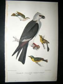 Alexander Wilson 1832 Hand Col Bird Print. Mississippi Kite, Tennnesee Warbler