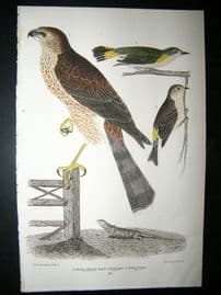 Alexander Wilson 1832 Hand Col Bird Print. Sharp-Shinnd Hawk, Redstart, Yellow-Rump