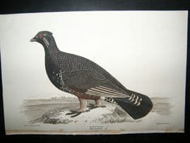 Alexander Wilson 1832 Hand Col Bird Print. Spotted Grous