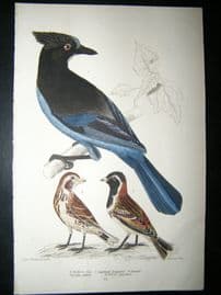 Alexander Wilson 1832 Hand Col Bird Print. Stellers Jay, Lapland Longspur