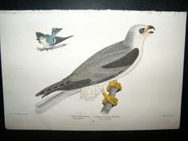 Alexander Wilson 1832 Hand Col Bird Print. White Tailed Hawk, Female Coerulean Warbler