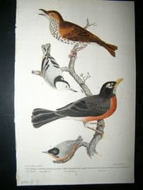 Alexander Wilson 1832 Hand Col Bird Print. Wood Thrush, Red Breasted Thrush or Robin