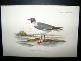 Allen 1890's Antique Bird Print. American Laughing Gull