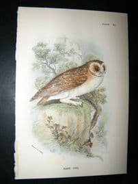 Allen 1890's Antique Bird Print. Barn Owl