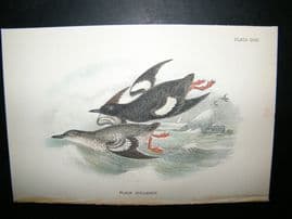 Allen 1890's Antique Bird Print. Black Guillemot