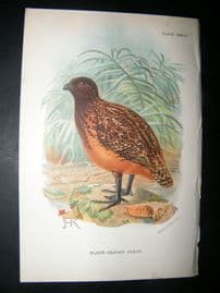 Allen 1890's Antique Bird Print. Black-Headed Colin. Keulemans