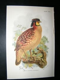 Allen 1890's Antique Bird Print. Cabot's Horned Pheasant. Keulemans