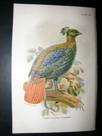 Allen 1890's Antique Bird Print. Chamba Moanal Pheasant. Keulemans