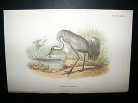 Allen 1890's Antique Bird Print. Common Crane