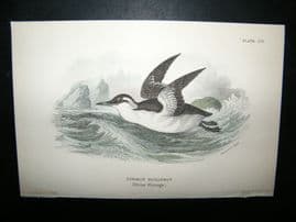 Allen 1890's Antique Bird Print. Common Guillemot