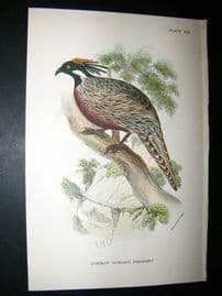 Allen 1890's Antique Bird Print. Common Koklass Pheasant