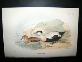 Allen 1890's Antique Bird Print. Eider Duck