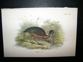 Allen 1890's Antique Bird Print. Glossy Ibis