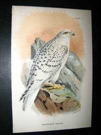 Allen 1890's Antique Bird Print. Greenland Falcon
