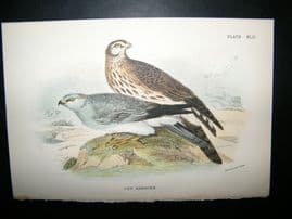Allen 1890's Antique Bird Print. Hen Harrier