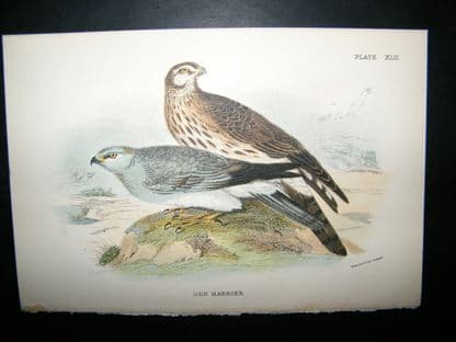 Allen 1890's Antique Bird Print. Hen Harrier | Albion Prints