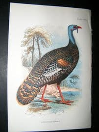 Allen 1890's Antique Bird Print. Honduras Turkey