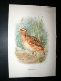 Allen 1890's Antique Bird Print. Japanese Quail Keulemans
