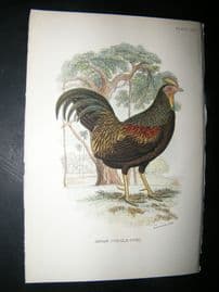 Allen 1890's Antique Bird Print. Javan Jungle Fowl. Poultry