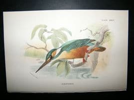 Allen 1890's Antique Bird Print. Kingfisher