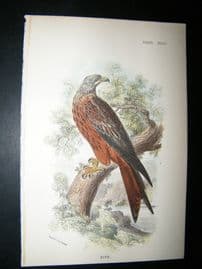 Allen 1890's Antique Bird Print. Kite