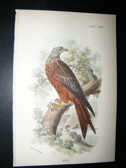 Allen 1890's Antique Bird Print. Kite | Albion Prints