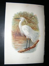 Allen 1890's Antique Bird Print. Little Egret