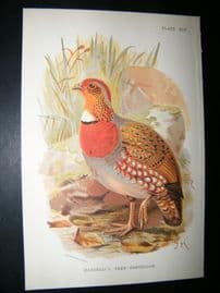 Allen 1890's Antique Bird Print. Mandelli's Tree Partridge. Keulemans