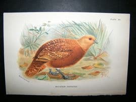Allen 1890's Antique Bird Print. Mountain  Partridge. Keulemans