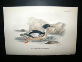 Allen 1890's Antique Bird Print. Red-Breasted Merganser