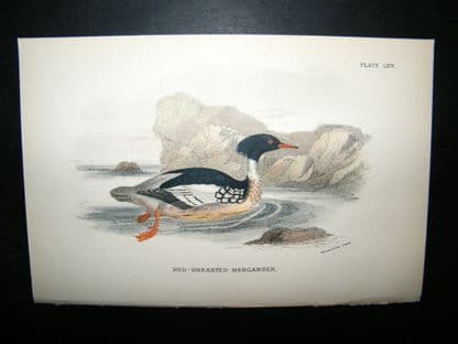 Allen 1890's Antique Bird Print. Red-Breasted Merganser | Albion Prints