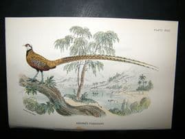 Allen 1890's Antique Bird Print. Reeves Pheasant