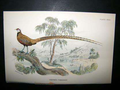 Allen 1890's Antique Bird Print. Reeves Pheasant | Albion Prints