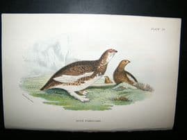 Allen 1890's Antique Bird Print. Rock ptarmigan