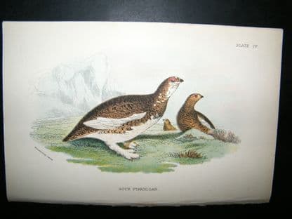 Allen 1890's Antique Bird Print. Rock ptarmigan | Albion Prints