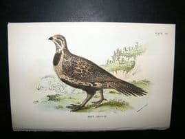 Allen 1890's Antique Bird Print. Sage Grouse