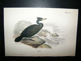 Allen 1890's Antique Bird Print. Shag