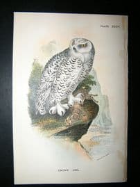 Allen 1890's Antique Bird Print. Snowy Owl