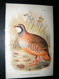 Allen 1890's Antique Bird Print. Spanish Red-Legged Partridge. Keulemans