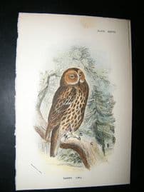 Allen 1890's Antique Bird Print. Tawny Owl