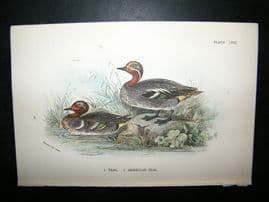 Allen 1890's Antique Bird Print. Teal