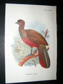Allen 1890's Antique Bird Print. Wagler's Guan