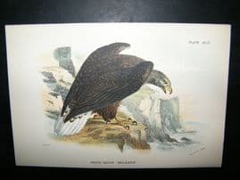 Allen 1890's Antique Bird Print. White-Tailed Sea-Eagle