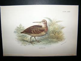 Allen 1890's Antique Bird Print. Woodcock