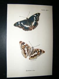 Allen & Kirby 1890's Antique Butterfly Print. Apatura Ibis