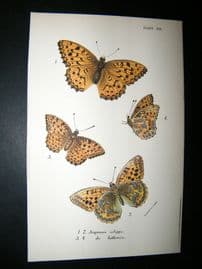 Allen & Kirby 1890's Antique Butterfly Print. Argynnis Adippe