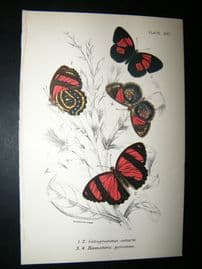 Allen & Kirby 1890's Antique Butterfly Print. Catagramma Astarte