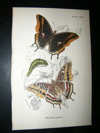 Allen & Kirby 1890's Antique Butterfly Print. Charaxes Jasius