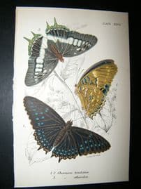 Allen & Kirby 1890's Antique Butterfly Print. Charaxes Tiridates