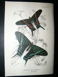 Allen & Kirby 1890's Antique Butterfly Print. Cydiman Brasiliensis